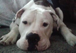 Thor has the best dog insurance for Bulldogs.